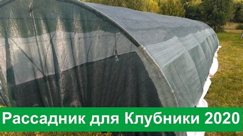 Рассадник для Клубники 2020 - YouTube