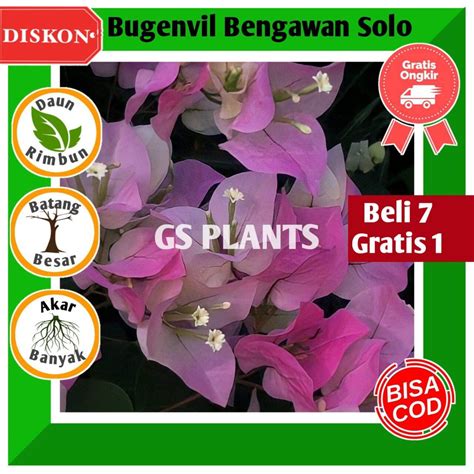 Jual Bibit Tanaman Hias Bugenvil Bunga Kertas Bengawan Solo