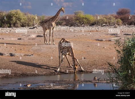 Angolan Giraffe Smoky Giraffe Giraffa Camelopardalis Angolensis Two