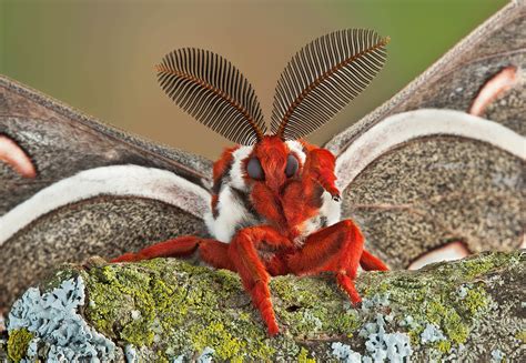 Cecropia Moth 4800×3316 Large Moth Cecropia Moth Moth Species