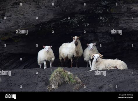 Schaf / Sheep / Ovis Stock Photo - Alamy