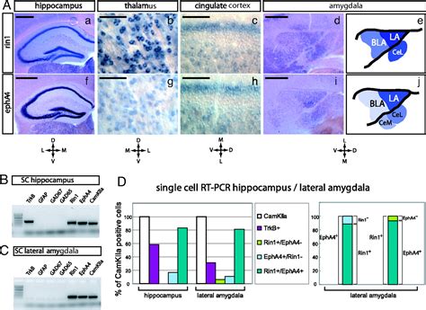 The Rab5 Guanylate Exchange Factor Rin1 Regulates Endocytosis Of The