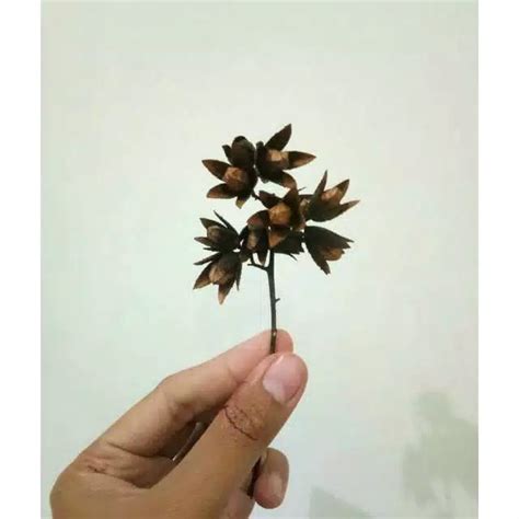 Jual BUNGA BIJI SURIAN SUREN DRIED FLOWER RUSTIC BAHAN BUKET MAHAR