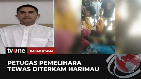 Kronologis Harimau Terkam Petugas Pemelihara Hingga Tewas Kabar Utama