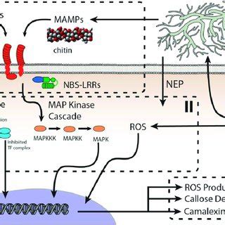 General Model For The Plant Innate Immune System The Model Can Be