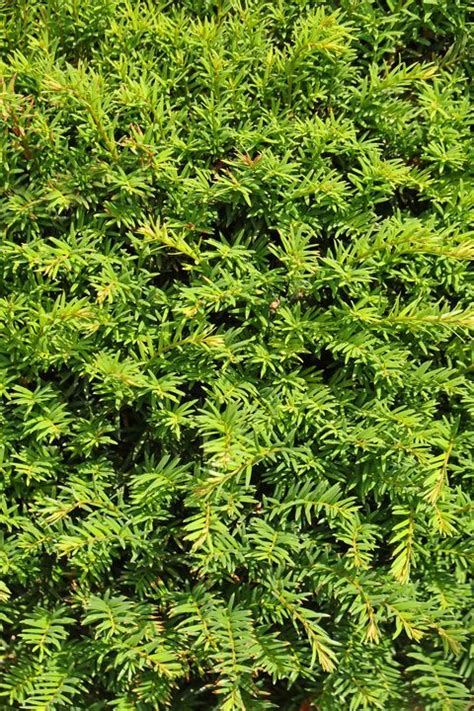 20 Best Evergreen Shrubs Types Of Evergreen Bushes