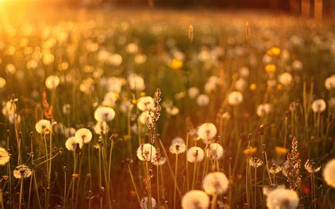 Dandelion Field 1080p 2k 4k 5k Hd Wallpapers Free Download