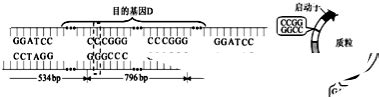 D Dna Sma Cccggg