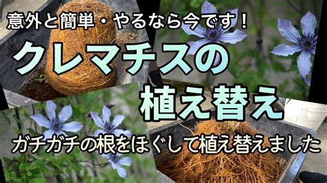 クレマチスの植え替えガチガチの根をほぐして植え替える方法 YouTube