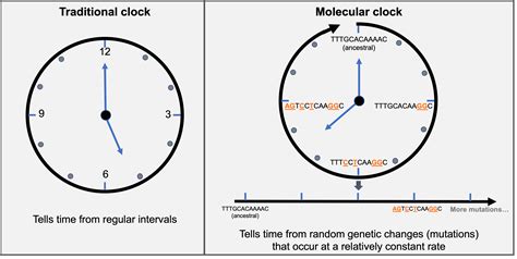 What Is Often A Problem When Calibrating A Molecular Clock At Armando