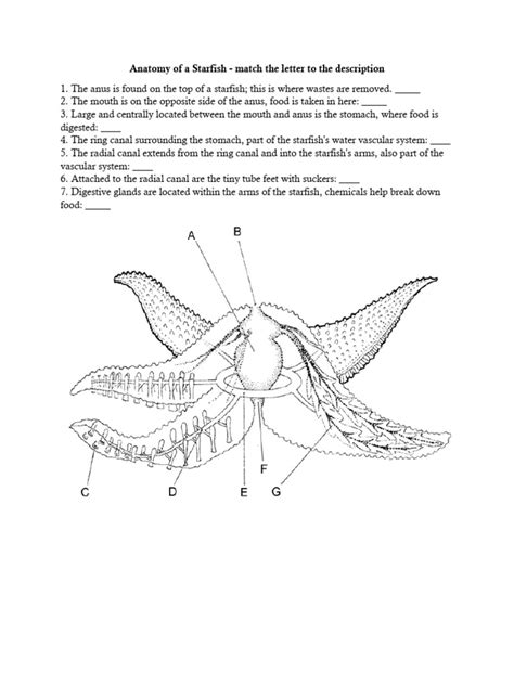 Anatomy of A Starfish | PDF