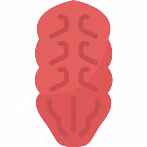 Abdominal Abdomen Body Muscle Human Icon Download On Iconfinder