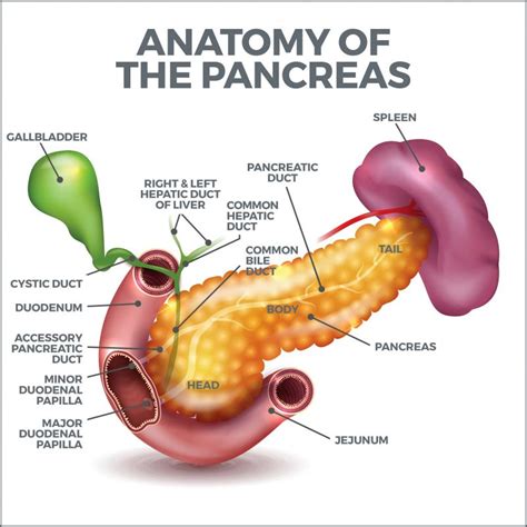 Exocrine Pancreatic Insufficiency | Gastro MD