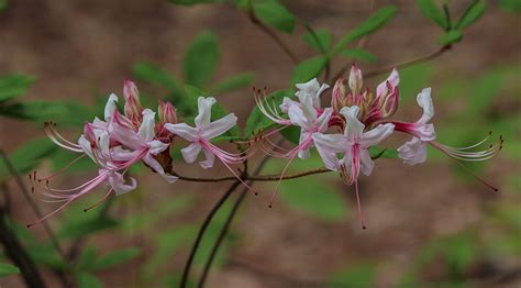 Free Images Blossom Stem Leaf Petal Bloom Floral Environment