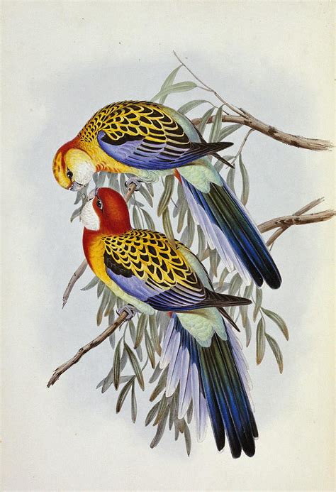 Eastern Rosella Painting By John Gould Fine Art America