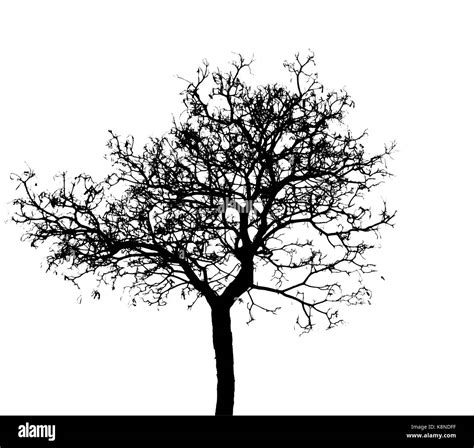 Silhouette Arbre Mort Isol Sur Fond Blanc Pour L Effrayant Ou La Mort