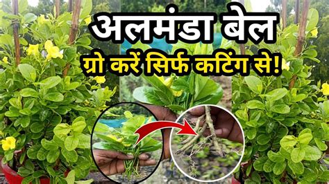 अलमड बल गर कर कटग स मतर 20 दन म Grow allamanda vine