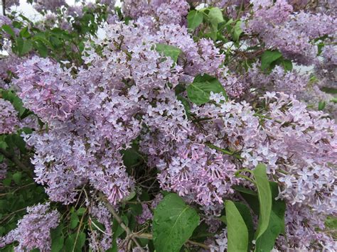 Common Purple Lilac Plant Something Montana