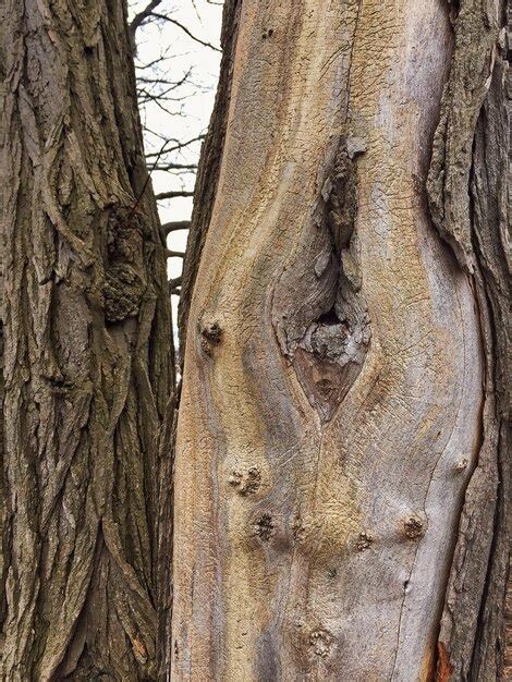 premium photo close   tree trunks