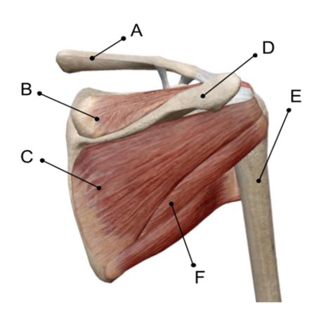 Lab The Upper Extremity Identification Flashcards Quizlet