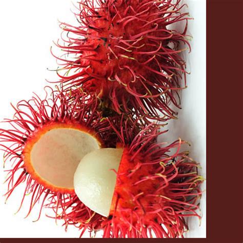 A Grade Superior Rambutan Fruits Packaging Size 10 Kg Packaging Type