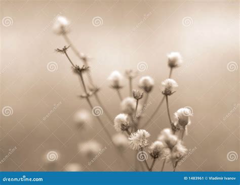 Winter flowers toned stock image. Image of outdoors, petals - 1483961