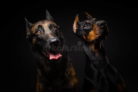 Retrato De Un Perro Pastor Belga Y Un Doberman Sobre Un Fondo Negro