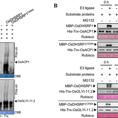 In Vitro Ubiquitination Assay And In Vitro Degradation Assays Of Two Download Scientific