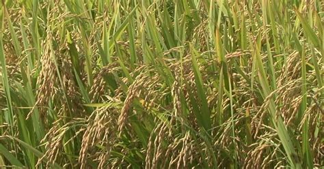 G Produtores De Arroz Do Pr Esperam Colher Mil Toneladas De