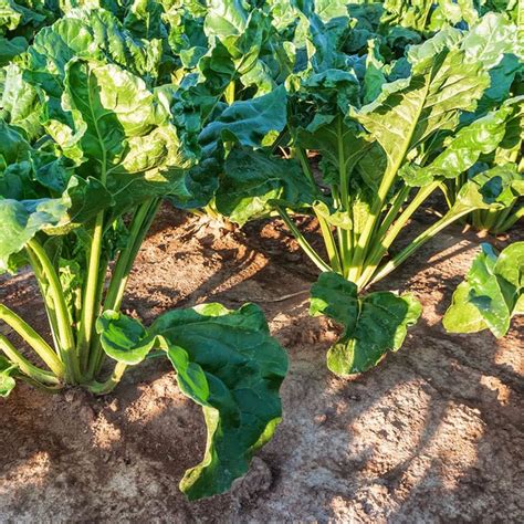 rote beete pflanzen samen zuckerrüben mangold rüben gemüsesamen bio