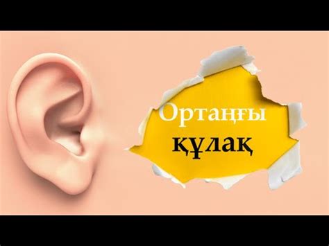 Құлақ анатомиясы (ортаңғы құлақ) - YouTube