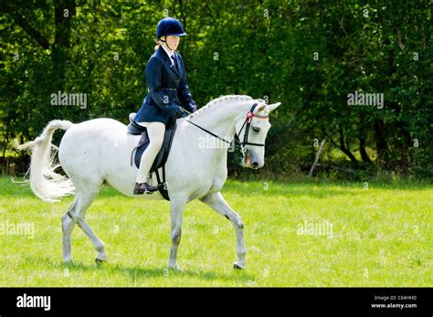 Rider shows her Arab horse at the Demead Horse Show Stock Photo - Alamy