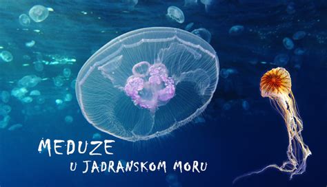 Meduze U Jadranskom Moru Archives Ribolov