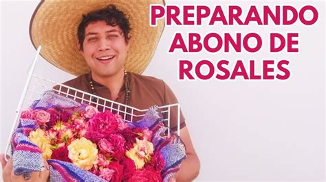 Cuidar Rosas Y Rosales Hacer Abono De Rosas Chuyito Jardinero YouTube