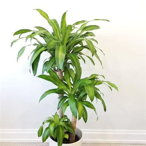 Corn Plant Dracaena Fragrans Tall Pot Vancouver Plant Delivery