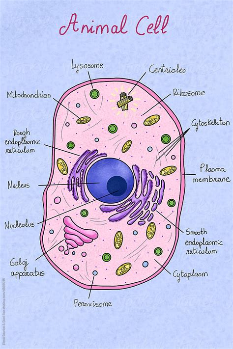 Animal Cell Structure Cytoskeleton