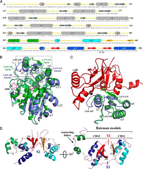 Structural Basis Of Regulation And Oligomerization Of Human