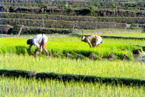 Kharif Sowing Period Almost Over But Huge Deficit For Paddy And Pulses