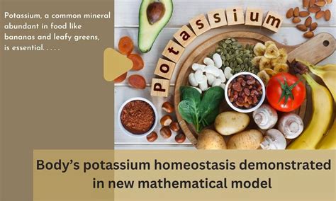 Body S Potassium Homeostasis Demonstrated In New Mathematical Model