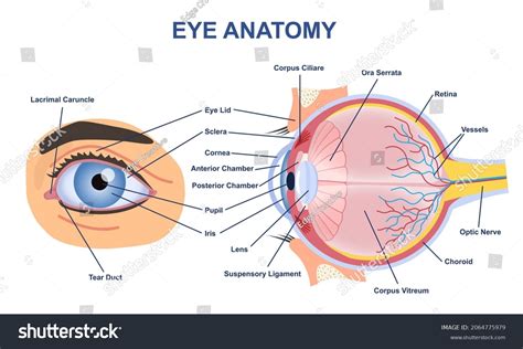 Side View Eye Diagram