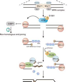 The Role Of PALB2 In Homologous Recombination HR In Response To DNA