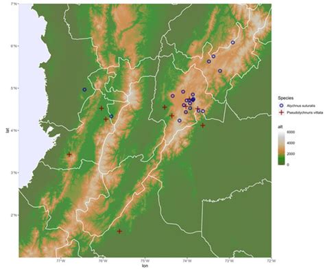 Insects Free Full Text First Phylogeny Of Pseudolychnuris Reveals