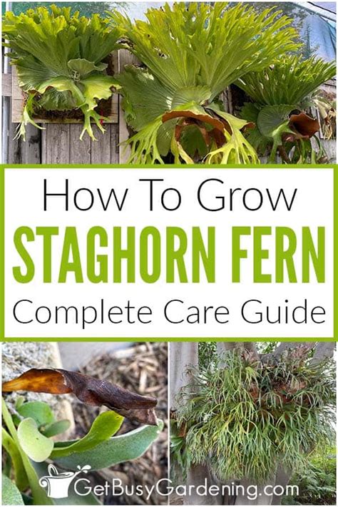 Staghorn Fern Care Guide How To Grow Platycerium Bifurcatum