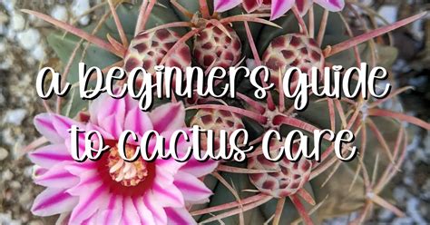 Cactus Plants: A Beginners Guide To Their Complete Care With 3 Of The ...