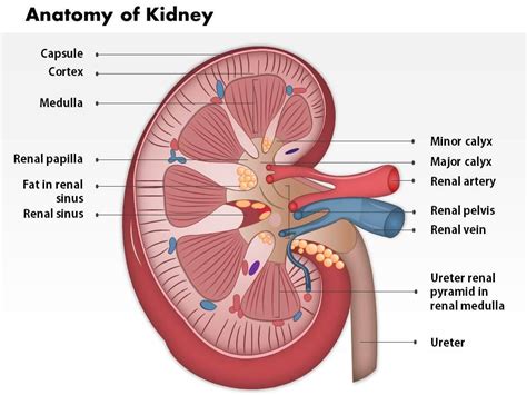 0514 Anatomy Of Kidney Medical Images For PowerPoint 1 | PowerPoint ...