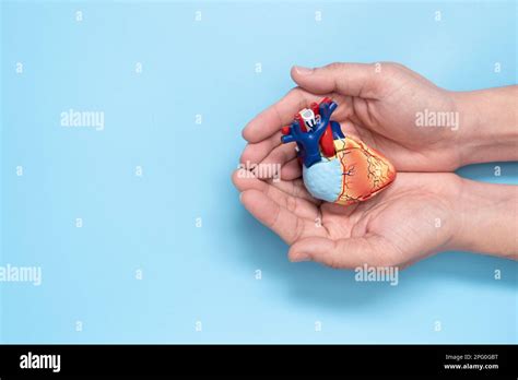 Man Hands Holding Heart Model Stock Photo Alamy