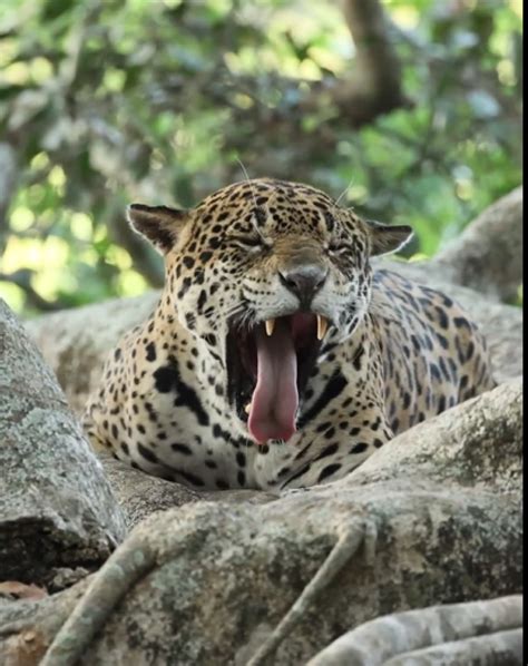 Guia fica horas observando o sono profundo de uma onça pintada CenárioMT