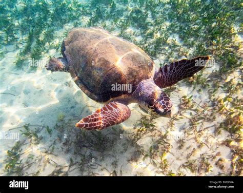 Underwater Picture Of A Loggerhead Sea Turtle Caretta Caretta