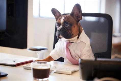 Et Si Rex Vous Accompagnait Au Bureau