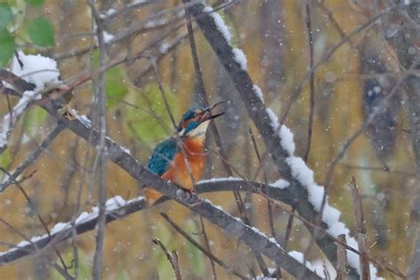 Den Fisch Verspeist Er Versteckt Im Baum Eisvogel Alcedo Flickr